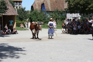 interesting-22looking22-talk-about-an-oxen-300x200