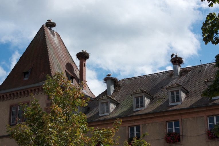 storks-in-munster