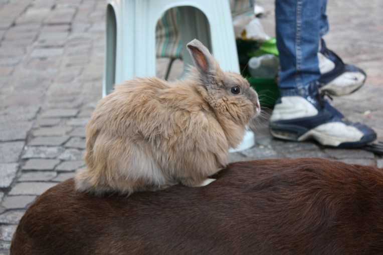 street-performing-rabbit
